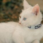 A close-up of a breakaway cat collar designed for safety and comfort, featuring a stylish pattern and adjustable buckle.