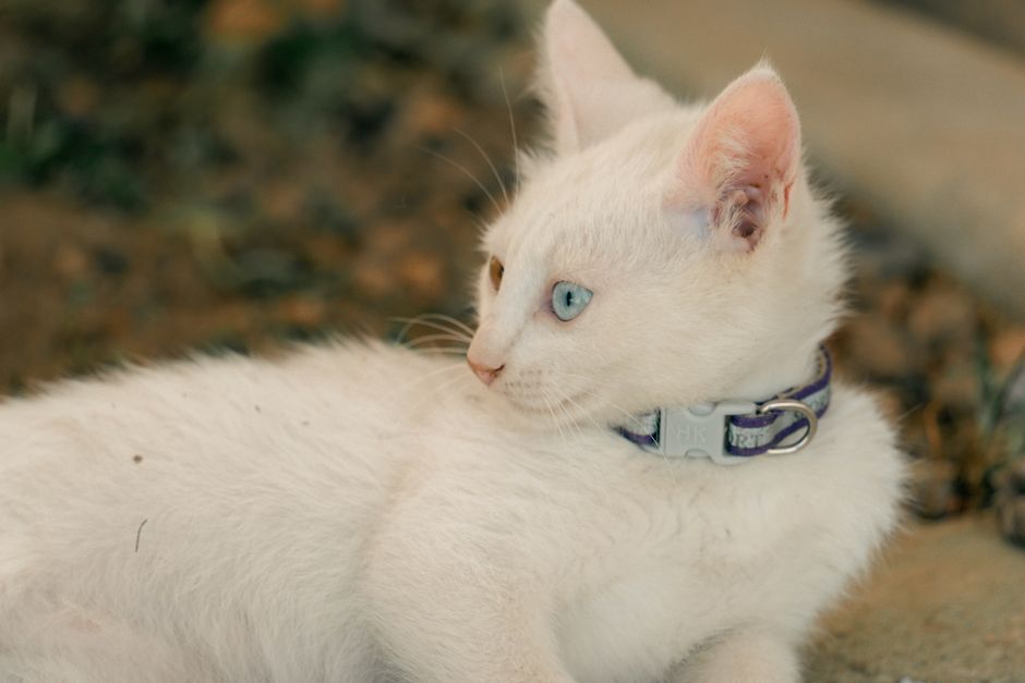 A close-up of a breakaway cat collar designed for safety and comfort, featuring a stylish pattern and adjustable buckle.